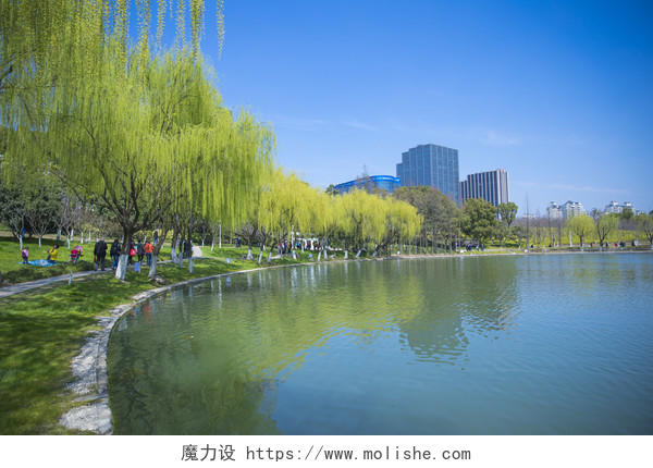 清明节春天绿色柳树背景图片